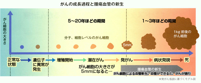 がんの成長過程と腫瘍血管の新生